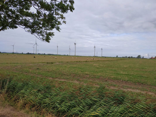 Windräder und Schafe in Niedersachsen