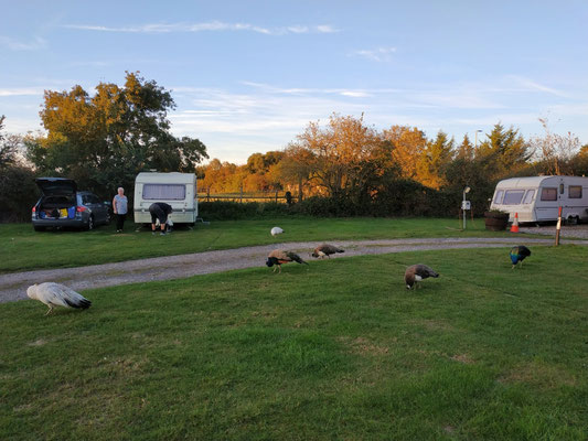 Pfauen am Campingplatz