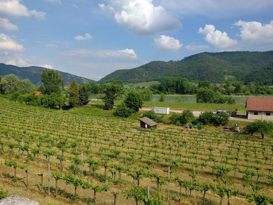 Wachau: Wein und die Donau