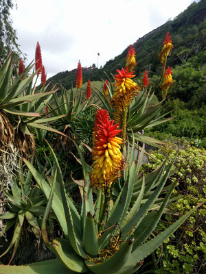 Der botanische Garten Las Palmas ist wunderschön