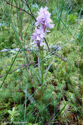 geflecktes Knabenkraut