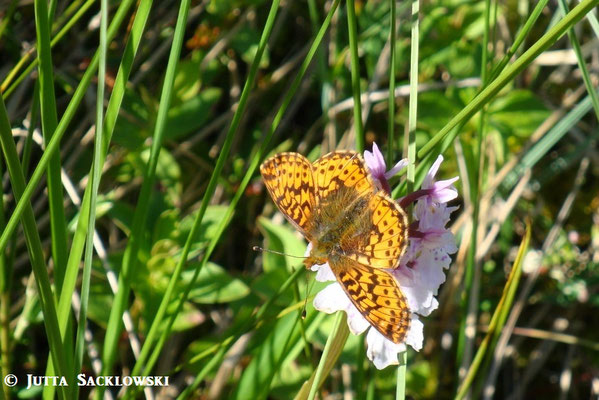 Schmetterling auf Orchidee