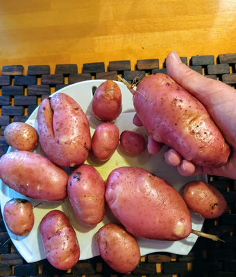 Unsere eigenen Kartoffeln!