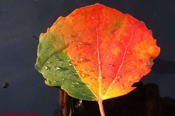 Herrliche Herbstfarben