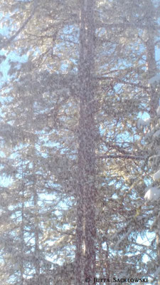 Schnee rieselt von den Bäumen