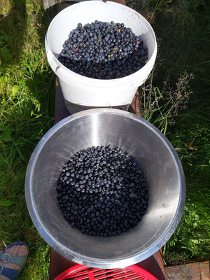 Blaubeerernte