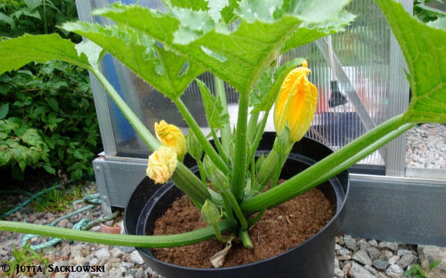 Zucchini - sie sind im kommen!