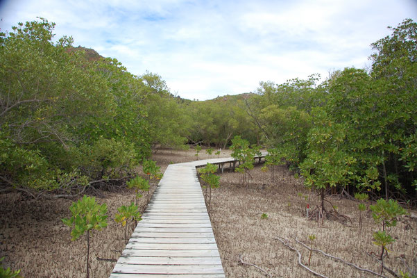 Weg durch die Mangroven der Seychellen-Insel Curieuse