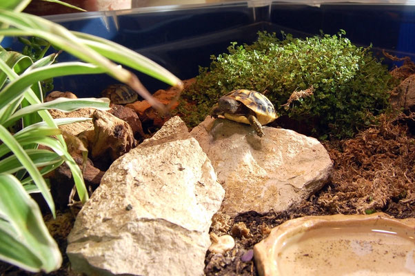Steine und Wurzeln dienen als Dekoration und Klettermöglichkeiten im Terrarium
