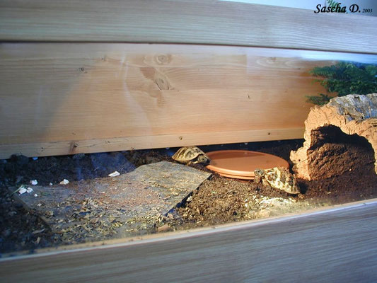 Schildkröten im Terrarium