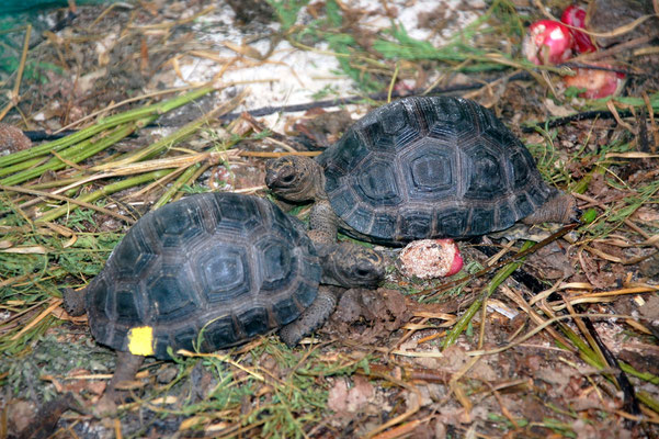 Zwei Schlüpflinge der Aldabra-Riesenschildkröte (Geochelone gigantea)