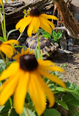 Foto des Jahres 2020 Platz 3 - Breitrandschildkröte Testudo marginata mit Gelber Sonnenhut