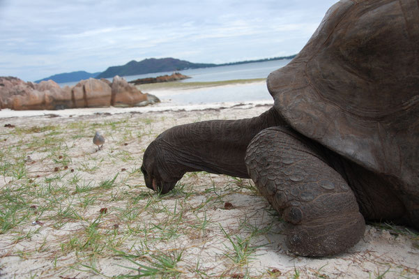 Riesenschildkröte auf Curieuse (Seychellen)