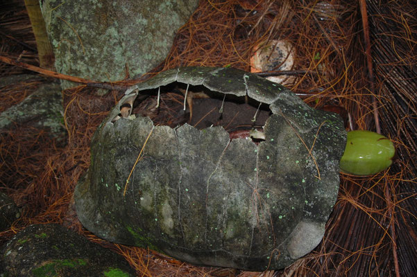 Panzer einer Seychellen-Riesenschildkröte neben Kokosnüssen