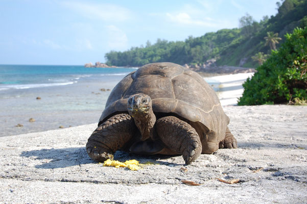 Aldabra-Riesenschildkröte (Aldabrachelys gigantea) am Strand
