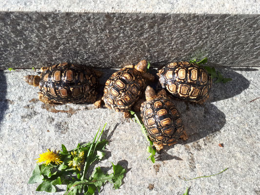 Foto des Jahres 2020 Platz 5 - Pantherschildkröten