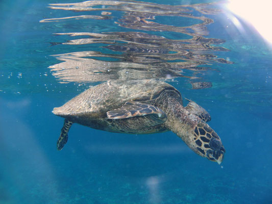 Echte Karettschildkröte (Eretmochelys imbricata) vor Coco Island (Seychellen)
