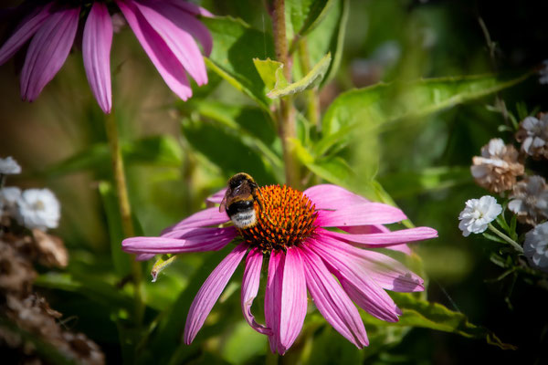 Purpur-Sonnenhut (Echinacea purpurea)