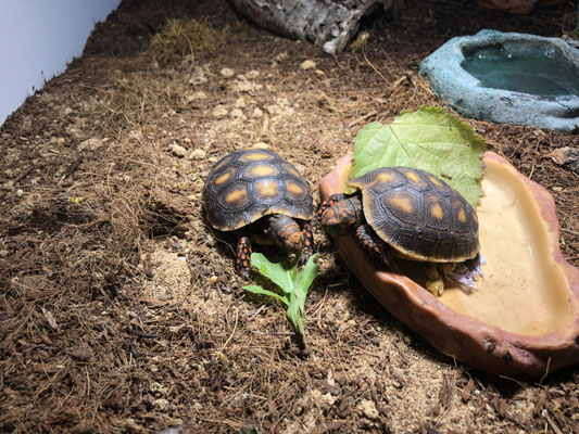 Köhlerschildkröten im Terrarium