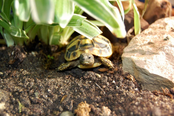 Geschützt zwischen einem Stein und im Grünen fühlen sich Babyschildkröten wohl