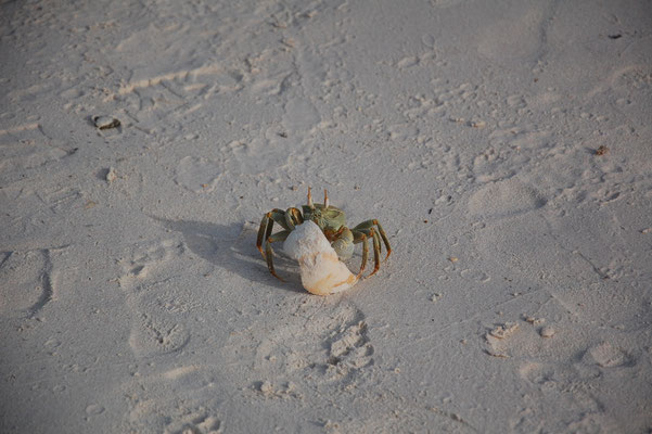 Krabbe am Strand der Seychellen