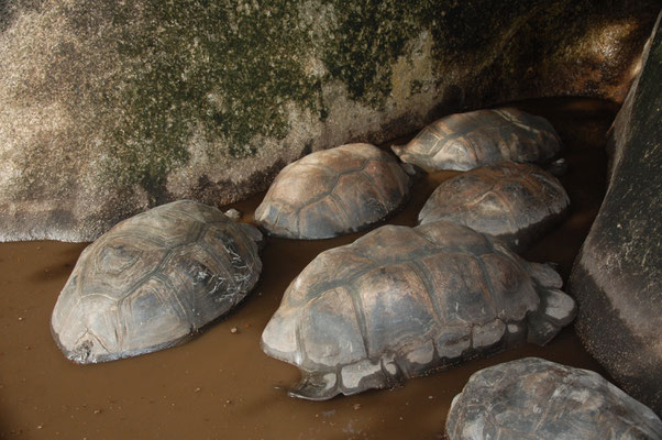 Aldabra-Riesenschildkröten im Wasser