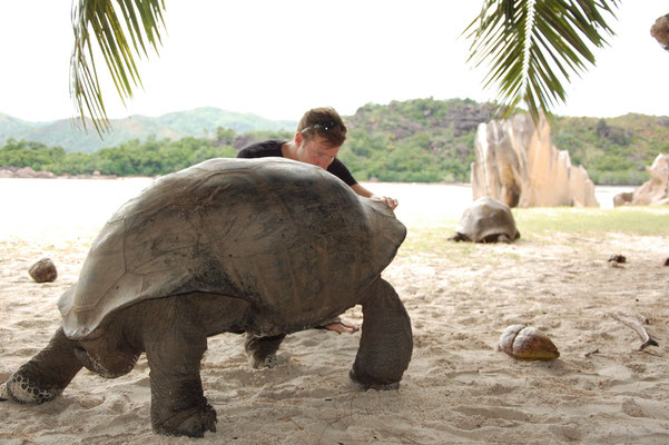 Aldabra-Riesenschildkröte neben mir