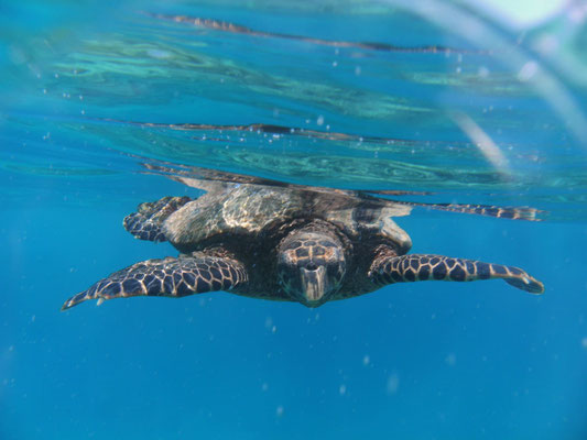 Echte Karettschildkröte (Eretmochelys imbricata) Seychellen