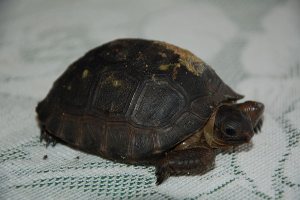Nachzucht einer Seychellen-Riesenschildkröte auf Moyenne