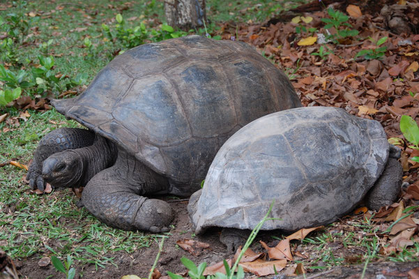 Aldabra-Riesenschildkröten nach der Paarung