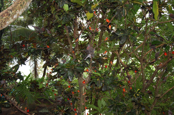 Madagaskartaube (Madagascar Turtle Dove, Nesoenas picturata rostrata) und Madagaskarweber (Madagascan Red Fody, Foudia madagascariensis)