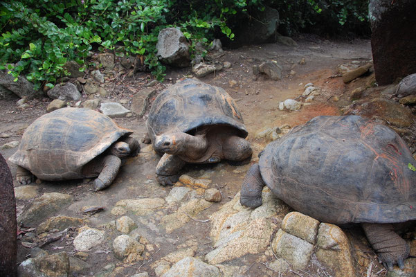 Aldabra-Riesenschildkröten (Aldabrachelys gigantea) auf Moyenne, Seychellen