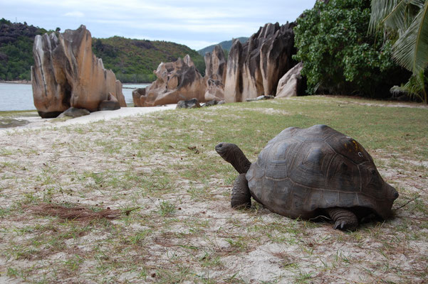 Schönes Foto einer Aldabra-Riesenschildkröte auf Curieuse, Seychellen