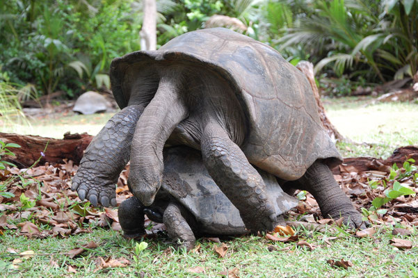 Paarung der Aldabra-Riesenschildkröte