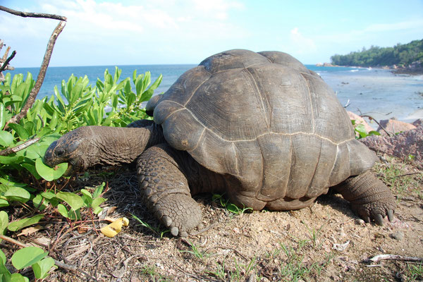Aldabra-Riesenschildkröte an einem Naturstrand der Seychellen