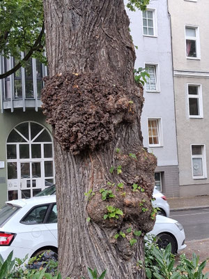 Nr. 35 Földerichplatz: Linde