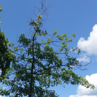 Baum Nr. 9 Hermann-Oxford-Promenade