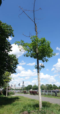 Baum Nr. 14, Hermann-Oxford-Promenade