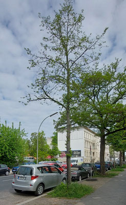 Baum Nr. 50, Pichelsdorfer Str., 2026