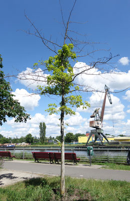 Baum Nr. 15, Hermann-Oxford-Promen