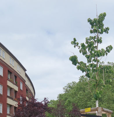 Im Herbst 2025 gepflanzt, im Juni 2026 kahle Spitze