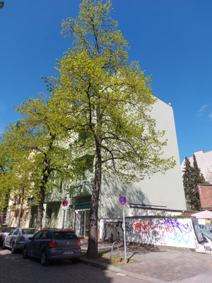 Baum Nr. 69, Weißenburger Str.