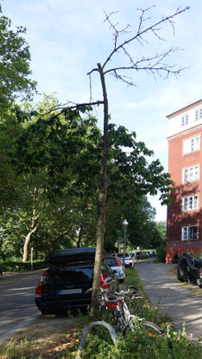 Nr. 119 Kirschbaum  Götelstr.