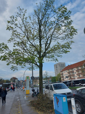Spitzahorn, Baum 6, Wilhelmstr.