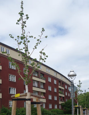 Im Herbst 2025 gepflanzt, dürre Zweige, hängende Blätter