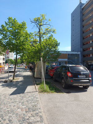 Die Baumscheiben winzig, teils zugestellt, ringsum Asphalt. 03.05.26