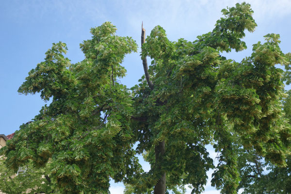 verstümmelte Spitze von Nr. 5 Tharsanderweg 22.06.26