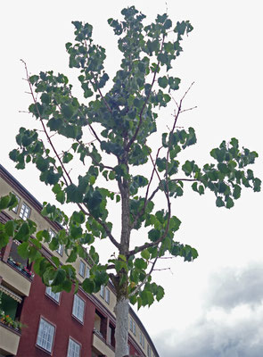 Im Herbst 2025 gepflanzt, im Juni 2026 kahle Zweige