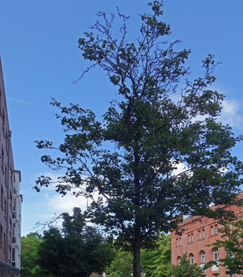 Kulturbirne, Nr. 9, Brauereihof