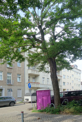 Nr. 2 Grimnitzstraße